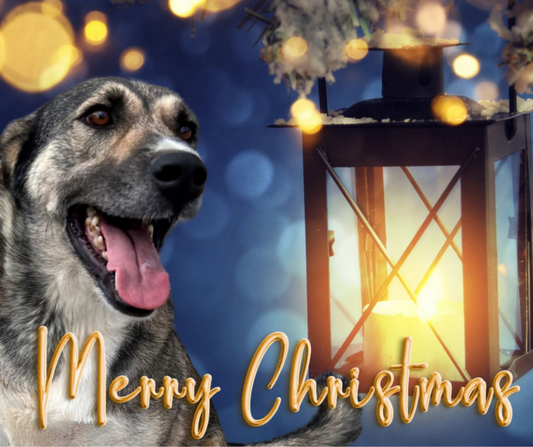 Dog Desk Noah Deluxe Christmas Card