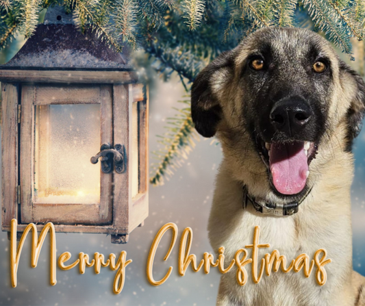 Milo Christmas Card To Post