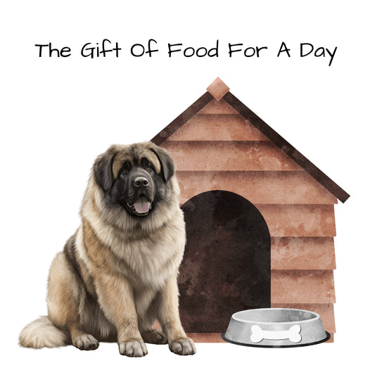 Give A Homeless dog A Hearty Meal