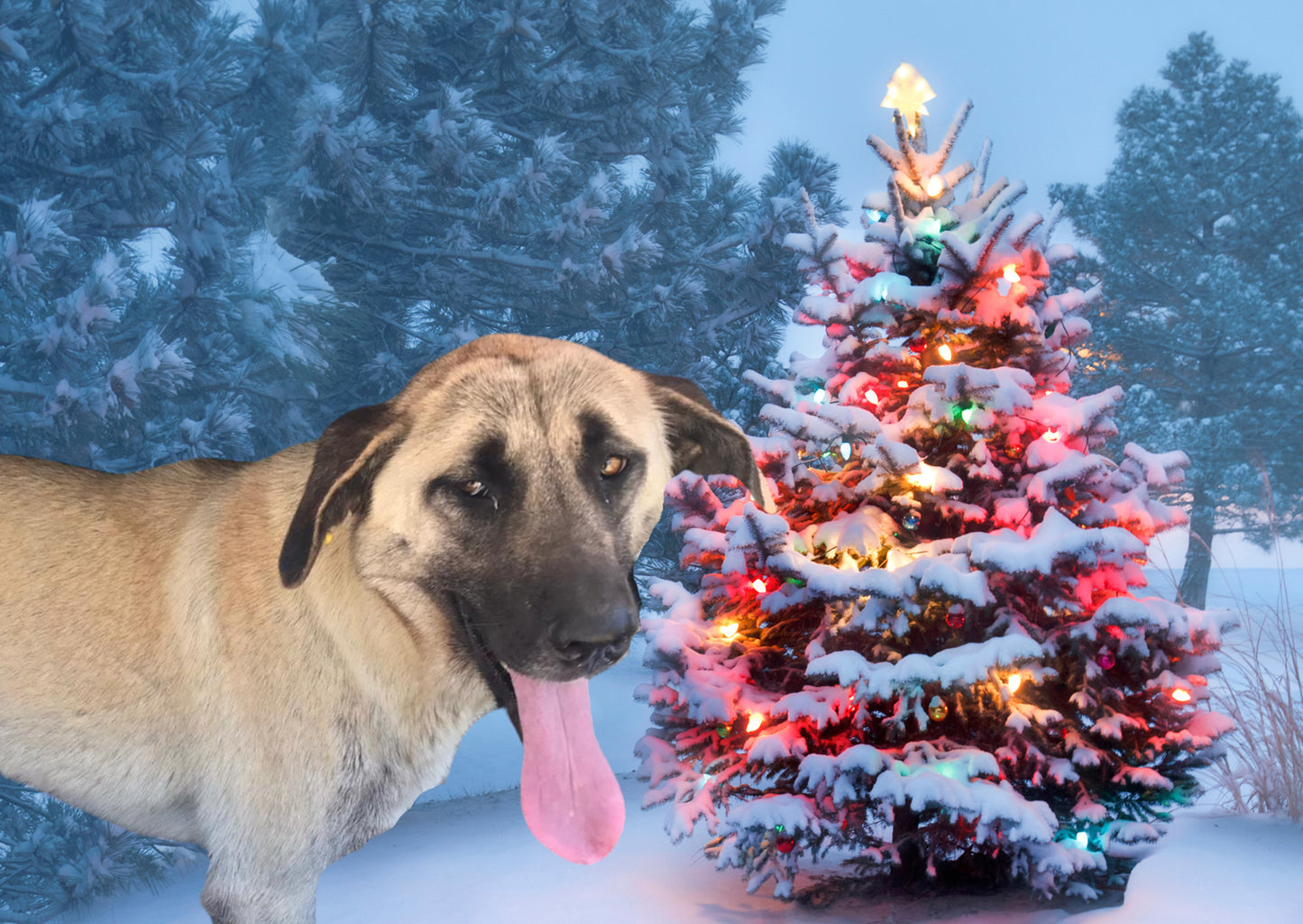 Give A Homeless Dog A Treat Virtual Gift To Post