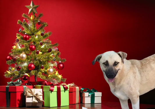 Give A Homeless Dog Food For A Month Virtual Gift To Post