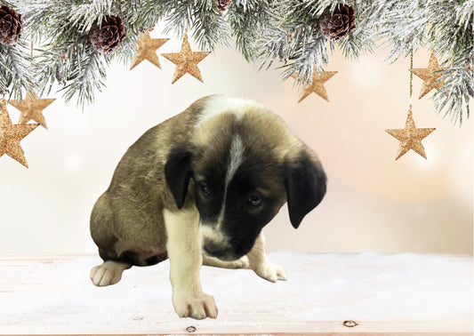 Sponsor A Homeless Dog For A Month Virtual Gift To Post